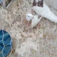 طوقی|پرنده|مشهد, کشف|دیوار