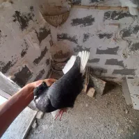 کبوتر زاغ دم سفید ماده|پرنده|ایلام, |دیوار