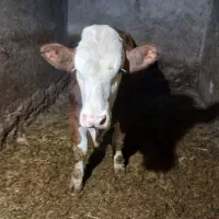 گوساله‌ی نر سیمینتال