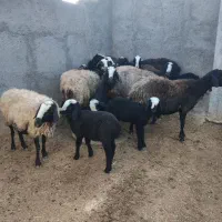گوسفند شالی اصیل بره دار