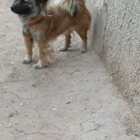 سلام سگ ماده پاکوتاه