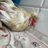 خروس سلطان زینتی|حیوانات مزرعه|قم, انصار‌الحسین|دیوار
