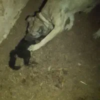 سگ سرابی|سگ|قهدریجان, |دیوار