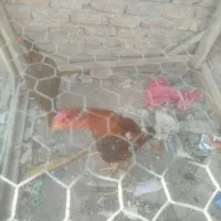خروس لاری