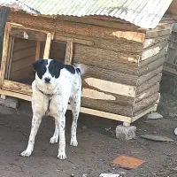 سگ گمشده|حیوانات|آستانه اشرفیه, |دیوار