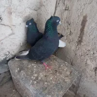 دوعدد زاغ دم سفید