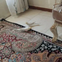 عروس هلندی|پرنده|شاهین‌شهر, نبوت|دیوار