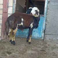 بره قوچ
