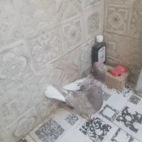 دم سفید|پرنده|شیراز, کرونی(خاتونک)|دیوار