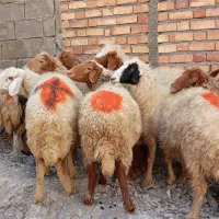 گوسفند آبستن داشتی