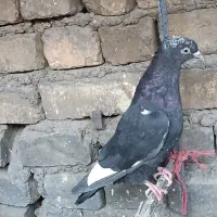 کفتر