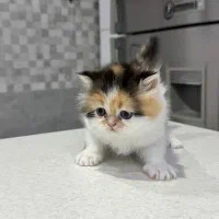 واگذاری گربه پرشین|گربه|شیراز, زیباشهر|دیوار