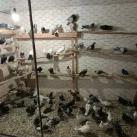 کبوتر