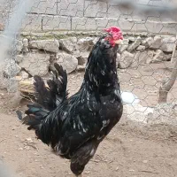 مرغ و خروس گلین لری