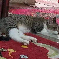 گربه خانگی تربیت شده