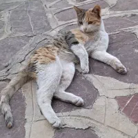 واگذاری رایگان گربه