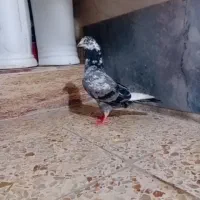 کبوتر