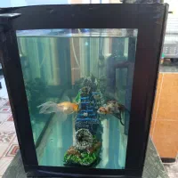 آکواریوم|ماهی|قشم, |دیوار