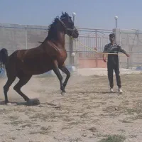 اسب کرد مادیان|اسب و تجهیزات اسب‌سواری|سراب, |دیوار