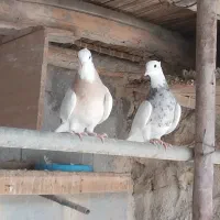 فروش طوقی زردخال سیاه هفت رنگ
