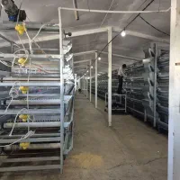 فروش خط تمام مکانیزه قفس پرورش بلدرچین|ماشینآلات صنعتی|فامنین, |دیوار