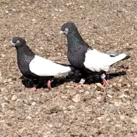 کبوتر رنگی|پرنده|اهواز, گلدشت|دیوار