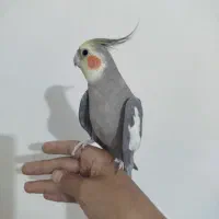 عروس هلندی فول رام سخنگو