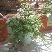 گل خرفه ای یا کراسولا|گل و گیاه طبیعی|شیراز, شهرک فرهنگیان|دیوار