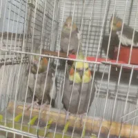 4تاعروس هلندی یکجا