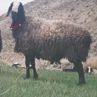 گوسفند ناب و اصیل و دوقلوزا شالی میش بره قوچ