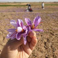زعفران اصل خانگی (دست‌چین و خشک شده به روش سنتی)
