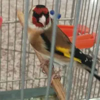 سهره