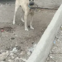 سگ سرابی|سگ|بوئین زهرا, |دیوار