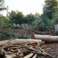 قطع درخت محمدی