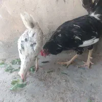 مرغ و خروس