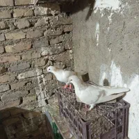 کفتر شهرستانی|پرنده|ری, شهید غیوری (ابن باویه)|دیوار