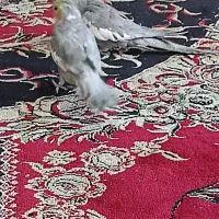 پرندگان