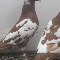 کبوتر کارل میولمنز
