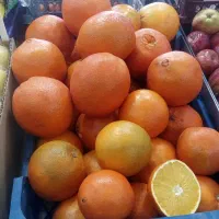 قیمت به روز میوه|خوردنی و آشامیدنی|کاشان, میدان کهنه|دیوار