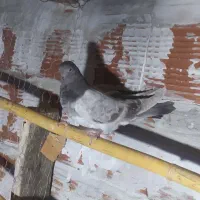 ۱۲۳|پرنده|مینودشت, |دیوار