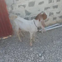 بز..|حیوانات مزرعه|ریگ, |دیوار