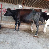 تلیسه شیری شکم اول دو دندان گاو گوساله