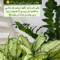 کود گیاهی