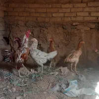 تخم مرغ لاری موجود هست