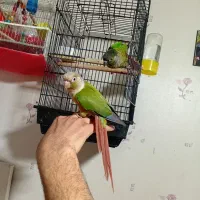 گرنچیک فول اهلی سخون گو|پرنده|خوی, |دیوار