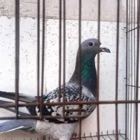 مسافتی پلاکی کفتر کبوتر