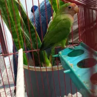 طوطی برزیلی نر مست