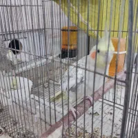 عروس هلندی مولد دستی|پرنده|قم, نخودی|دیوار