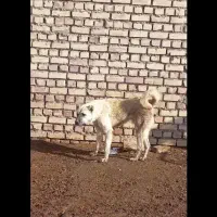 واگذاری سن گله