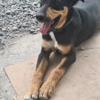 واگذاری سگ ژرمن ماده